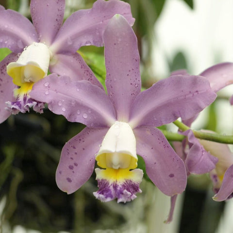 C. Pittiae var. coerulea