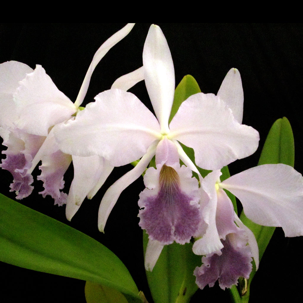 C. Ervin Granier (C. Regina coerulea x warscewiczii coerulea)