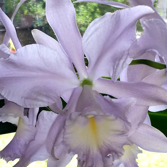 C. Sea Breeze