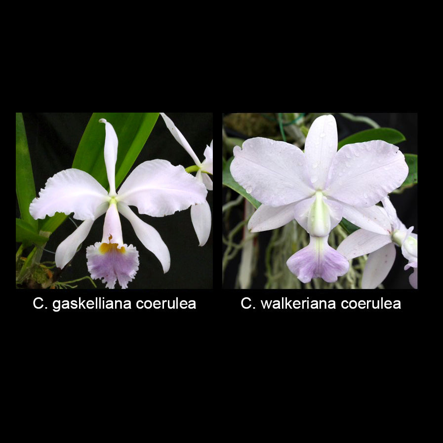 C. Yukiko Furuyama (C. gaskelliana var. coerulea x walkeriana var. coerulea)