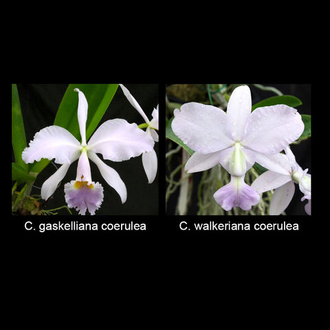 C. Yukiko Furuyama (C. gaskelliana var. coerulea x walkeriana var. coerulea)