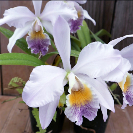 LC. (Indigo Mist x Miva Breeze) x mossiae var. coerulea ‘1855’