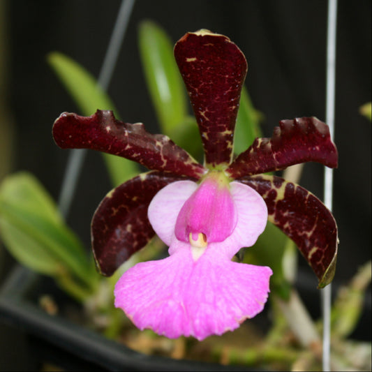 C. aclandiae