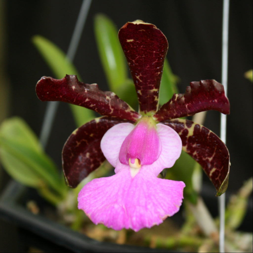 C. aclandiae