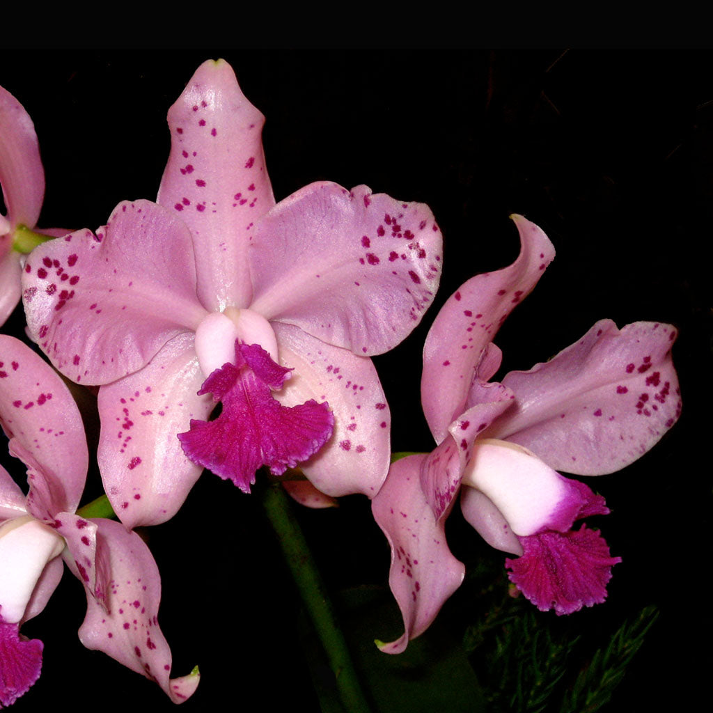 C. amethystoglossa