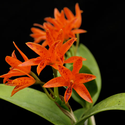 C. aurantiaca (spotted form)