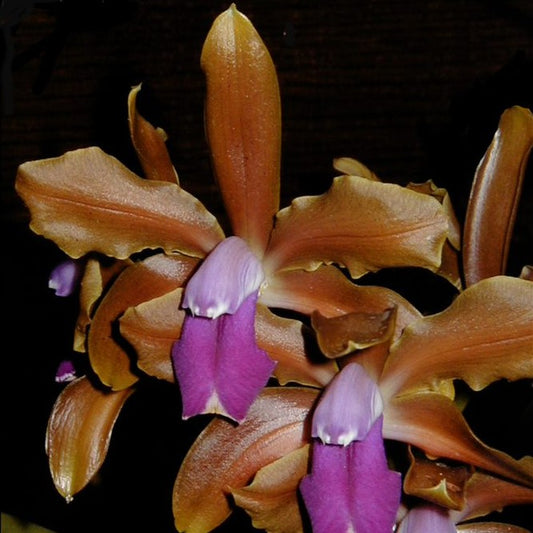 C. bicolor