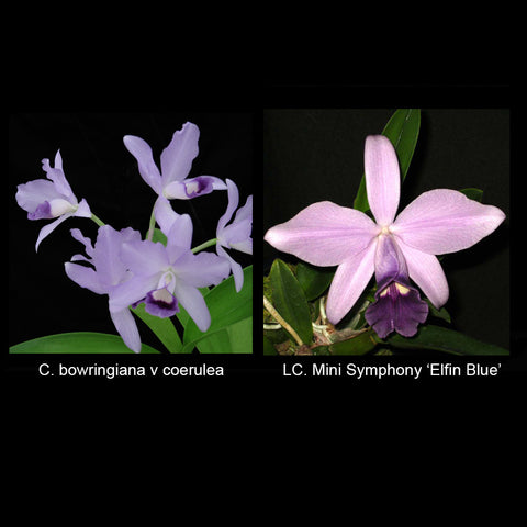 C. bowringiana coerulea 'Blue Angel' HCC/AOS x LC. Mini Symphony 'Elfin Blue'