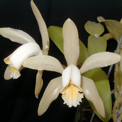 C. forbesii var. alba