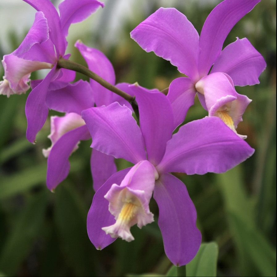 C. harrisoniana