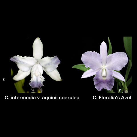 LC. Cristina Mendonza (C. intermedia var. aquinii coerulea (4N) x LC. Floralia's Azul (4N))