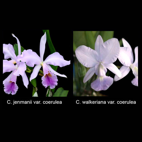 C. jenmanii var. coerulea x C. walkeriana var. coerulea
