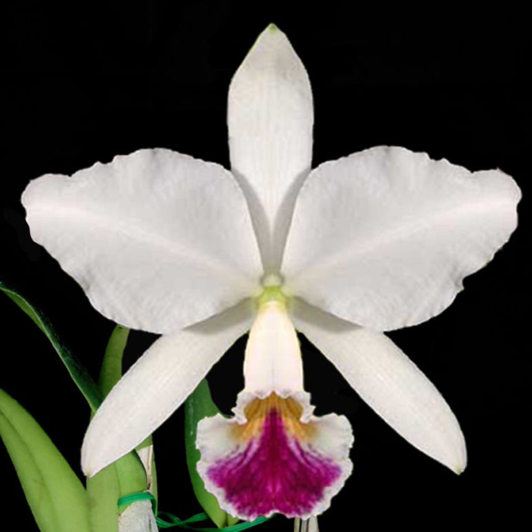 C. jenmanii var. semi-alba