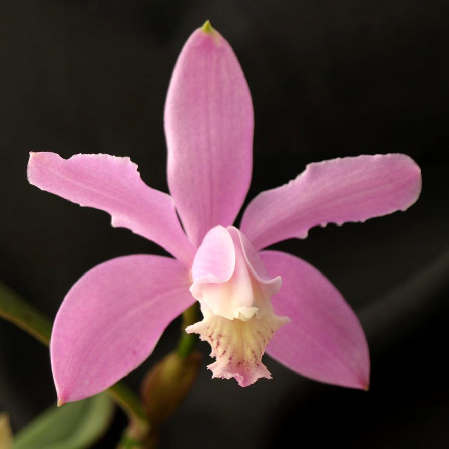 C. kerrii