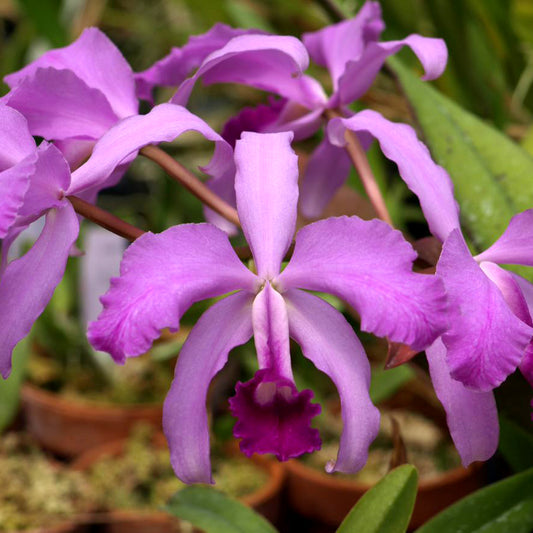 C. lawrenceana