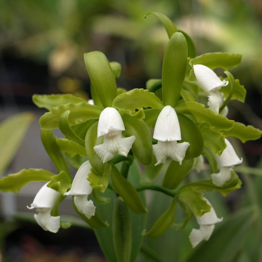 C. Greensleeves