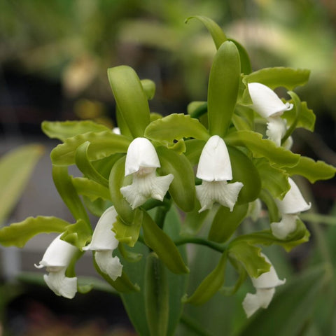 C. Greensleeves