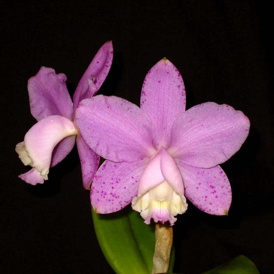 C. loddigesii var. punctata x sib var. peloric punctata