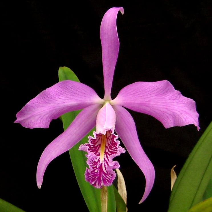 C. maxima