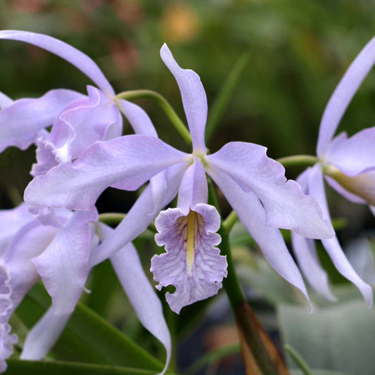 C. maxima var. coerulea