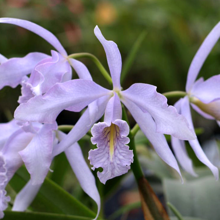 C. maxima var. coerulea