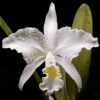 C. mossiae var. alba