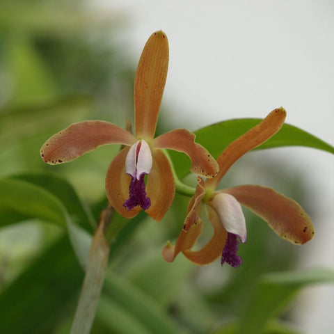 C. porphyroglossa