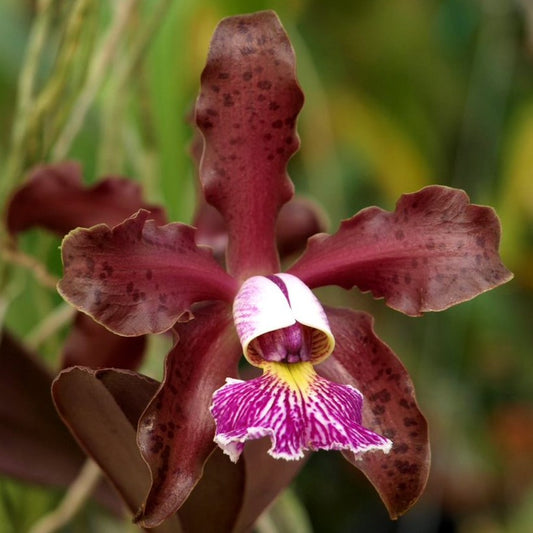 C. schilleriana