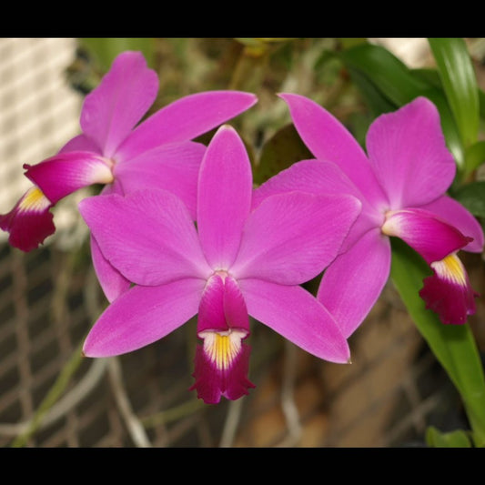 LC. Burgundy Delight x C. violacea 'Muse' FCC/AOS