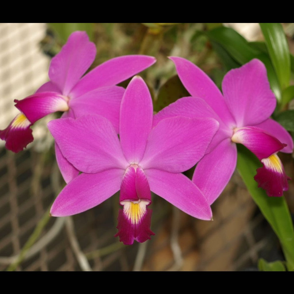 LC. Burgundy Delight x C. violacea 'Muse' FCC/AOS