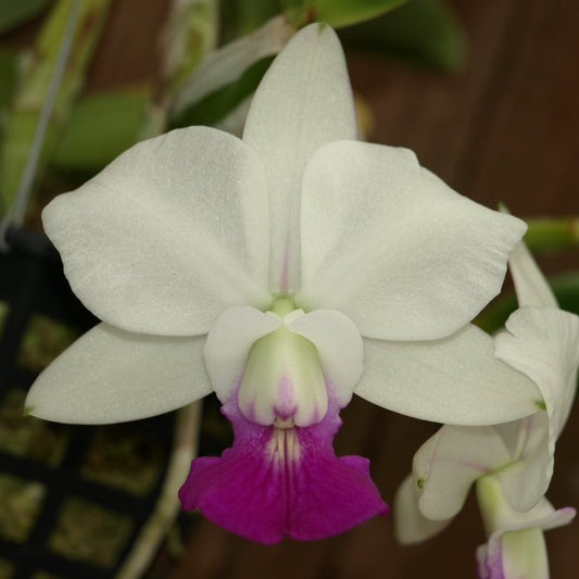 C. Hamana Egret
