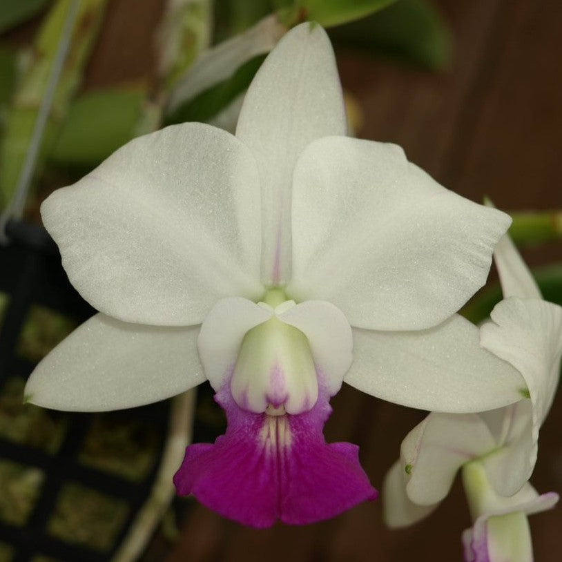 C. Hamana Egret