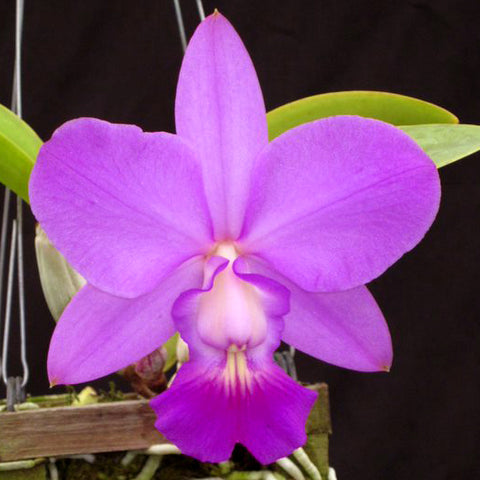 C. walkeriana