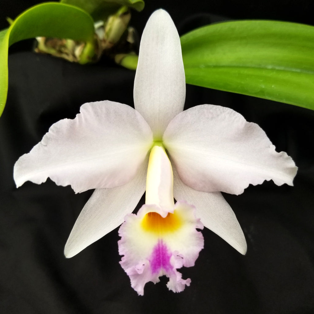 C. warneri var. alba 'Claire' AM/AOS x L. alaorii
