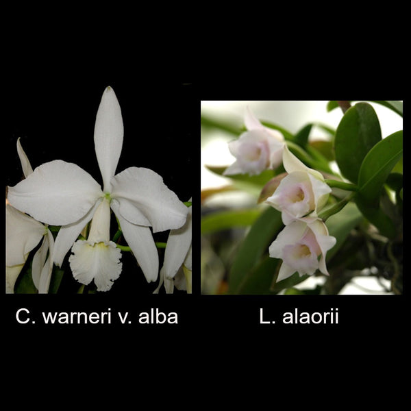 C. warneri var. alba 'Claire' AM/AOS x L. alaorii