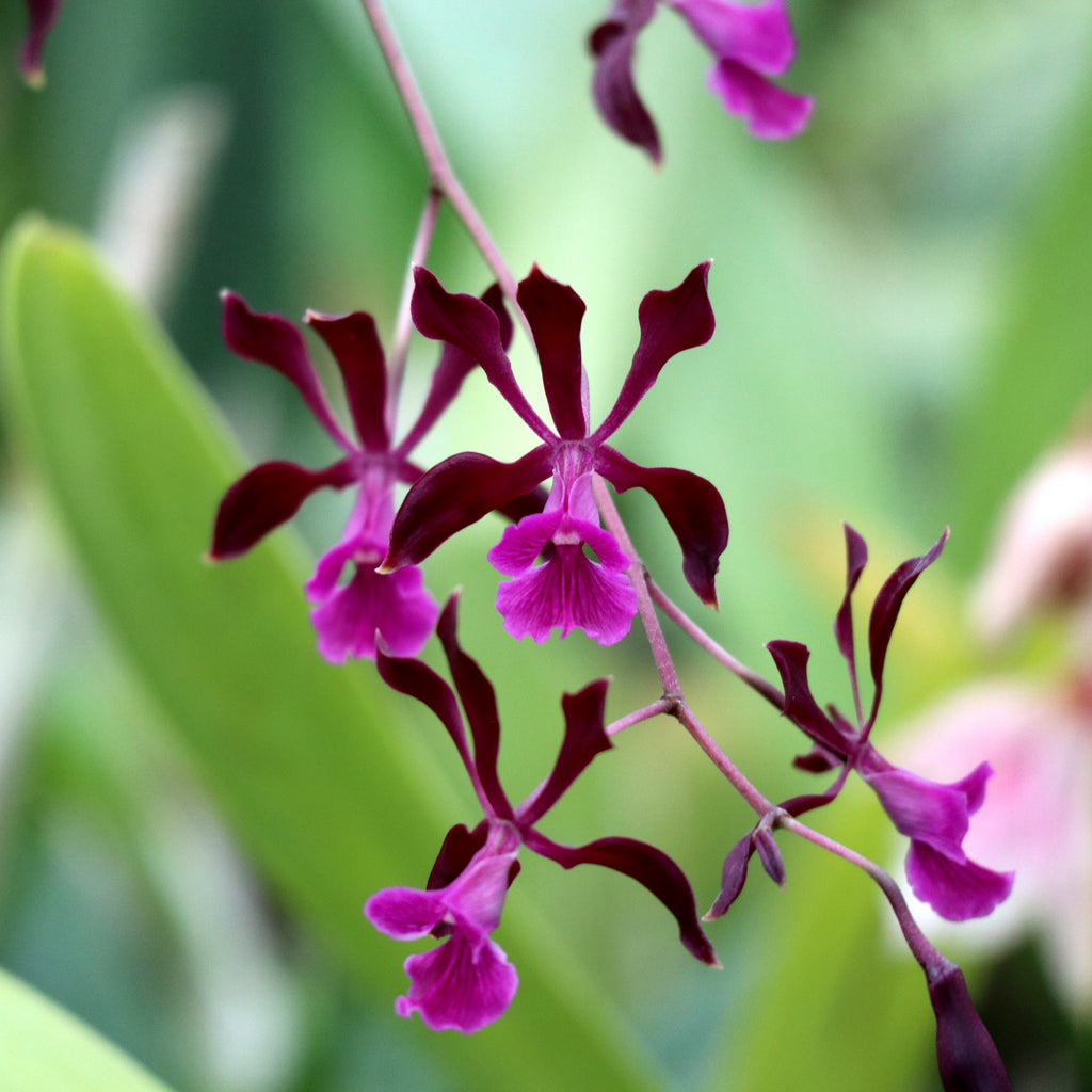 Enc. David M. Johnston (moebusii x atrorubens) – Jewell Orchids