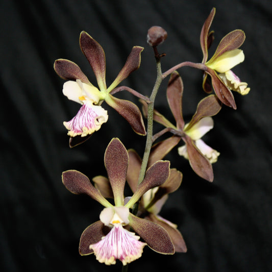 Enc Tamcorata ‘Lava Lip  x Orchid Jungle