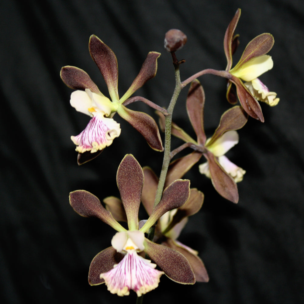 Enc Tamcorata ‘Lava Lip  x Orchid Jungle