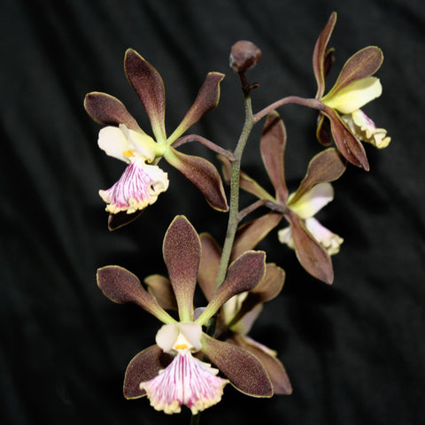Enc. Tamcorata ‘Lava Lip’ x Orchid Jungle