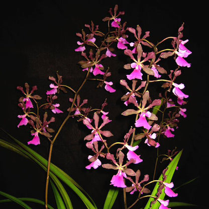 Encyclia Rioclarense