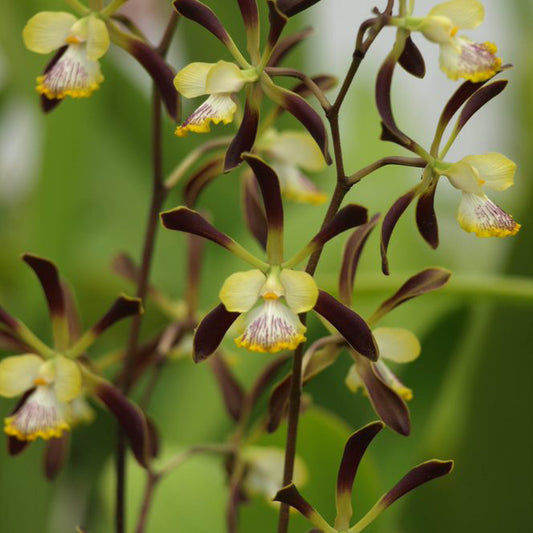 Enc. alata
