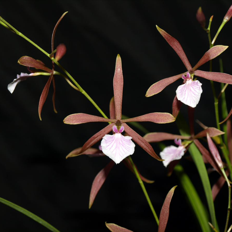 Enc. bractescens