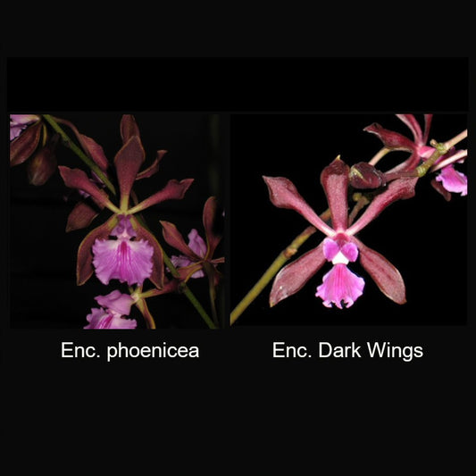 Enc. phoenicea x Enc. Dark Wings