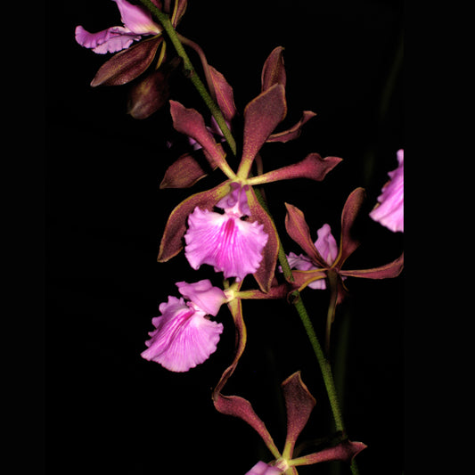Encyclia phoenicea