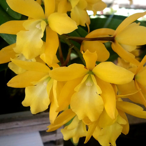 EPC. Golden Sunburst 'Exotic Orchids' AM/AOS