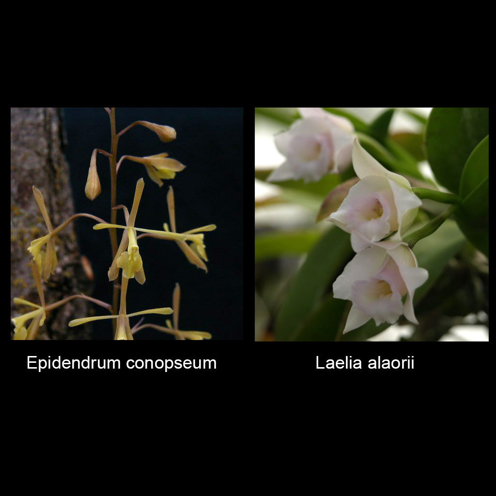 Epi. conopseum var. mexicanum x Laelia alaorii