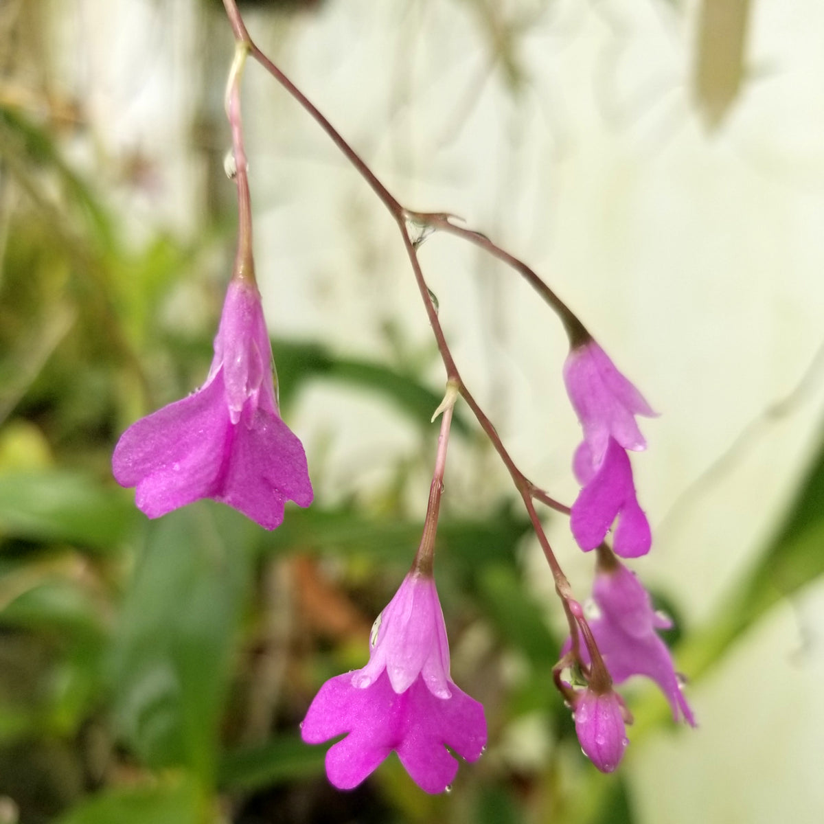 Epi. longicaule