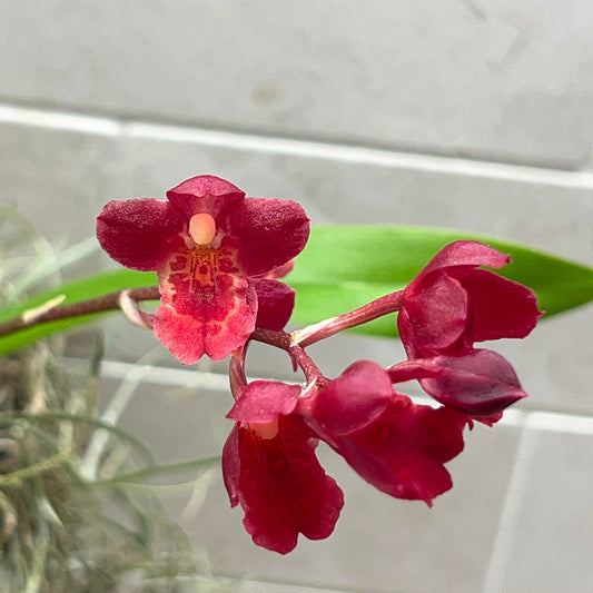 Hwra. Lava Burst 'Puanani' AM/AOS