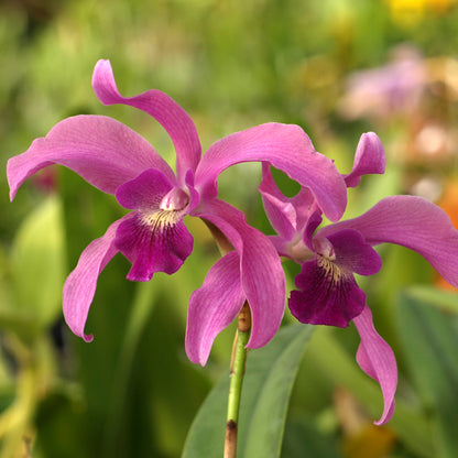 Laeliocatanthe (Lcn.) Jewell's Splendor