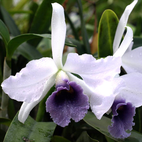 Cattleya C.G. Roebling